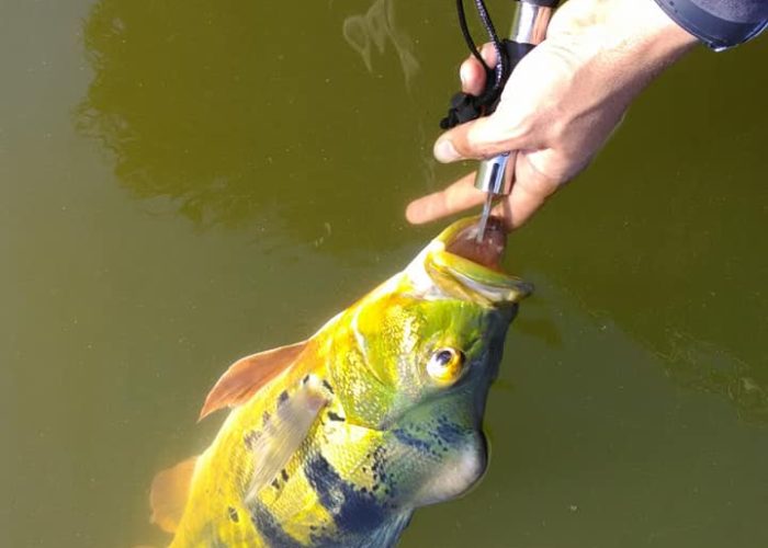 41603559_1102560029896830_2122985253327863808_n